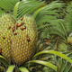 Artist’s conception of the beetle. During the mid-Cretaceous, this insect lived in a tropical forest on an island, which eventually became the west part of what is now Myanmar.
